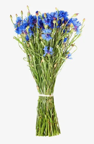 矢车菊花束免抠素材免抠