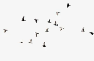 春天鸟群大雁美景免抠装饰动物元素
