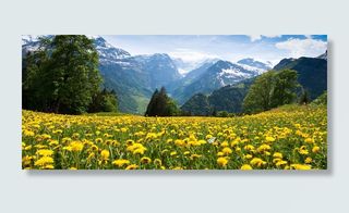 野花田地树林远山背景高清