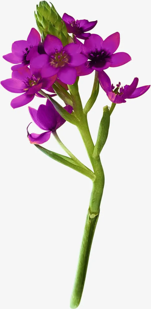 紫色鲜花免抠