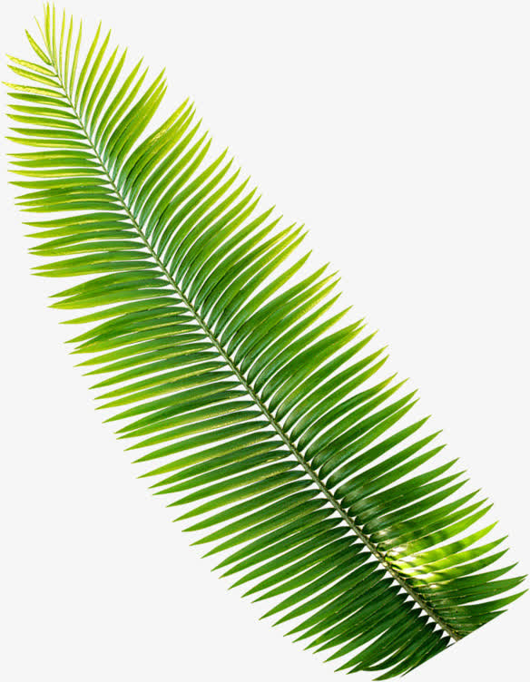 夏日阴凉葵叶素材免抠