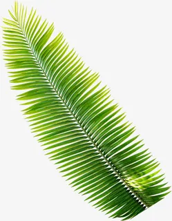 夏日阴凉葵叶素材免抠 夏日阴凉葵叶素材免抠