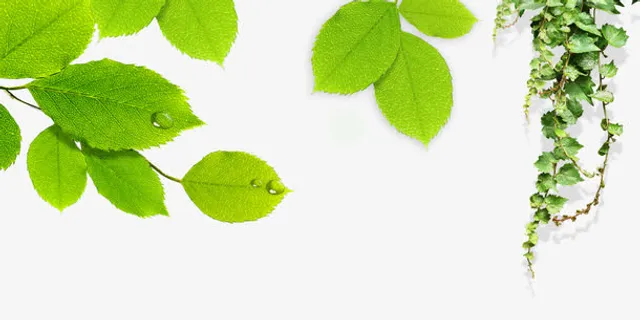 绿色树叶树藤绿叶免抠 绿色树叶树藤绿叶免抠