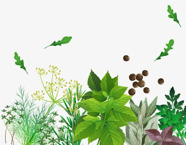 手绘多种香草免抠
