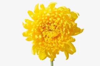 菊花摄影免抠漂浮花瓣元素