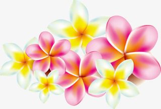 鸡蛋花 花瓣免抠