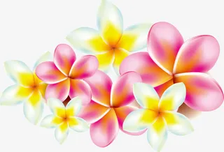 鸡蛋花 花瓣免抠