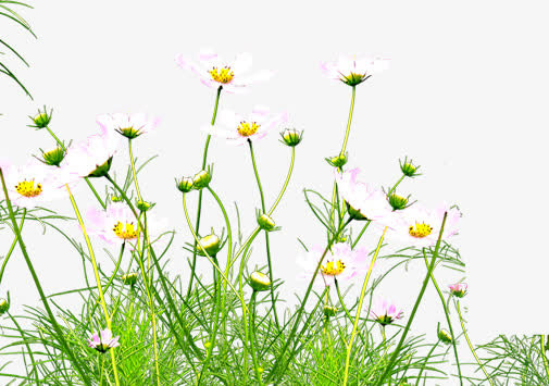 手绘小雏菊清明踏青背景