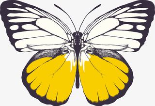 卡通美丽蝴蝶矢量图免抠