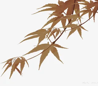 枫叶 叶子 中国风 中国元素茶免抠