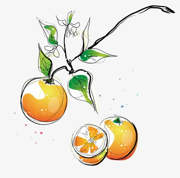 柑橘简笔线条及色彩画免抠