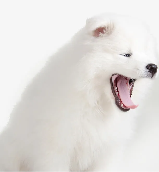 白色萨摩耶免抠