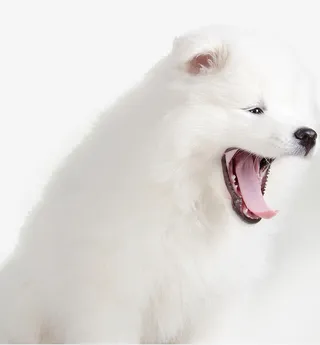 白色萨摩耶免抠