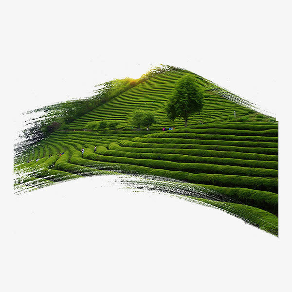 绿色茶园免抠
