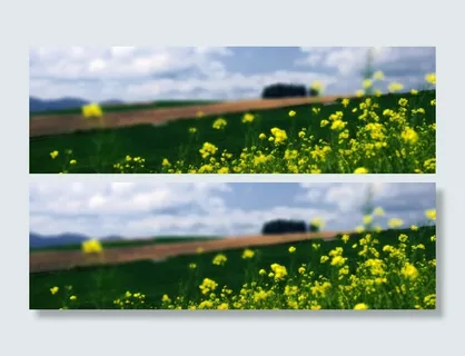 油菜花背景高清