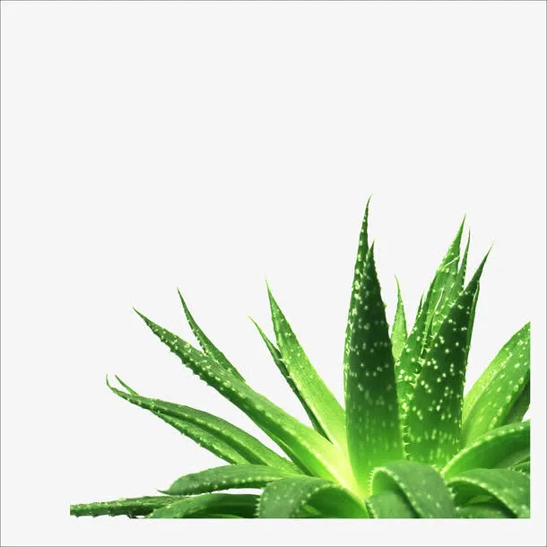 芦荟免抠