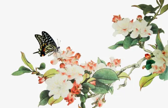 树枝白色花朵蝴蝶免抠
