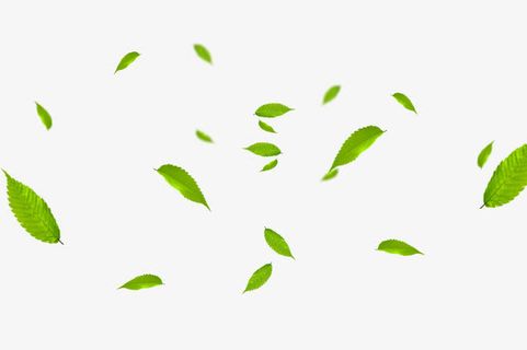 树叶免抠