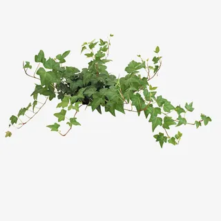 绿色的植物免抠 绿色的植物免抠