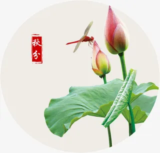 荷花上的蜻蜓免抠