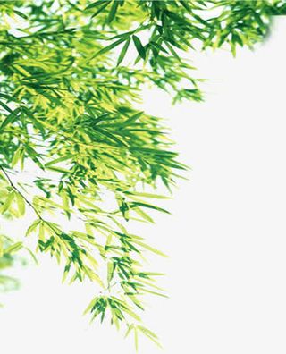 绿色清新竹叶树枝免抠