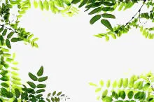 绿叶边框免抠