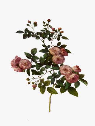 油画质感古典花卉花纹海报PNG 4免抠