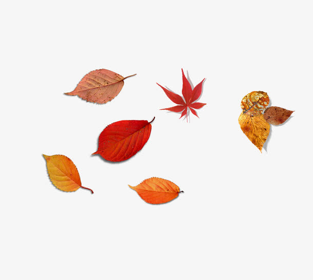 树叶 枫叶免抠