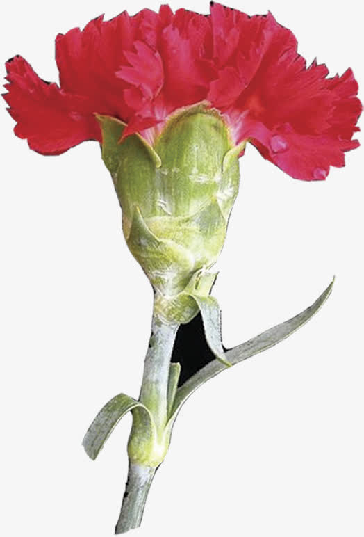 春季红色梦幻母亲节花朵免抠