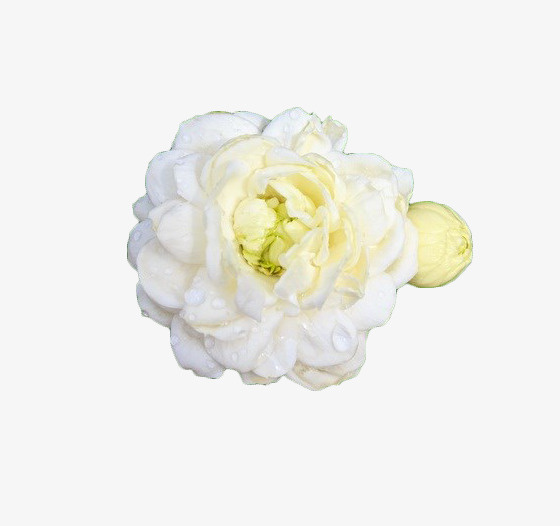 白色茉莉花免抠