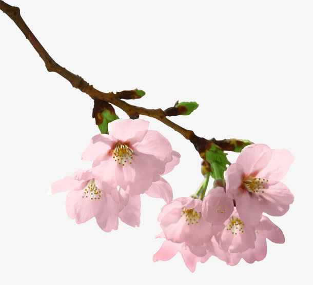 粉嫩桃花枝装饰图案免抠