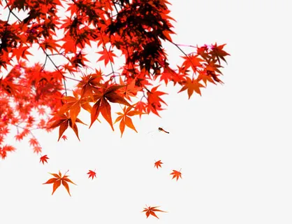 飘舞的枫叶免抠 飘舞的枫叶免抠
