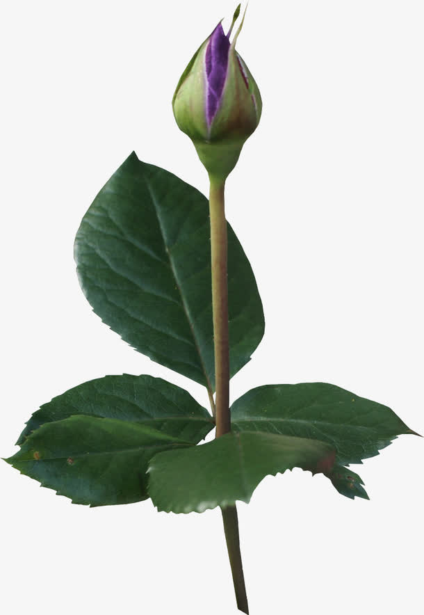 玫瑰花苞免抠