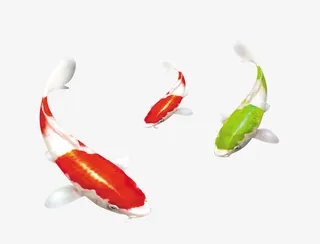 漂亮的装饰金鱼免抠