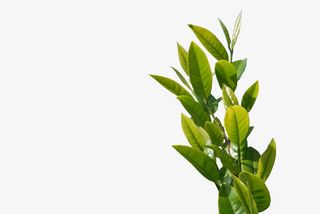 翠绿树枝实拍免抠