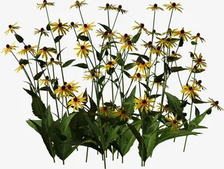 装饰花卉图案免抠