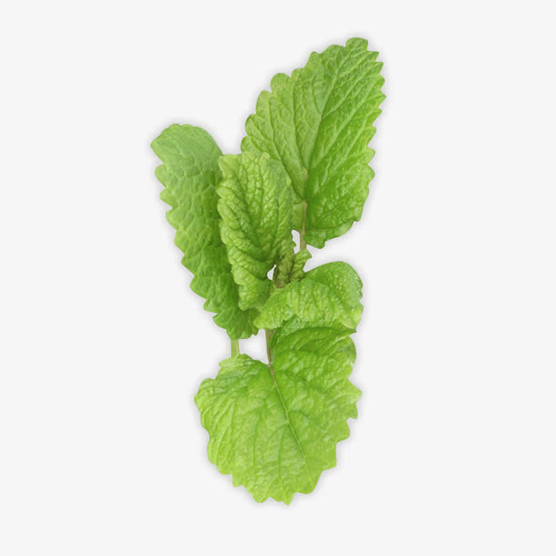 生机勃勃的薄荷叶免抠