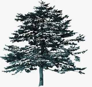 树木雪地模板图片免抠