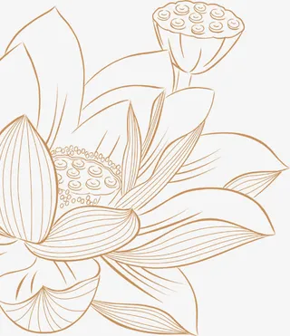 中秋节手绘荷花莲叶免抠