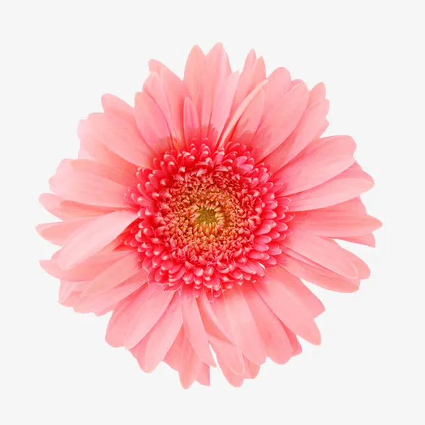 鲜花手绘花朵免抠