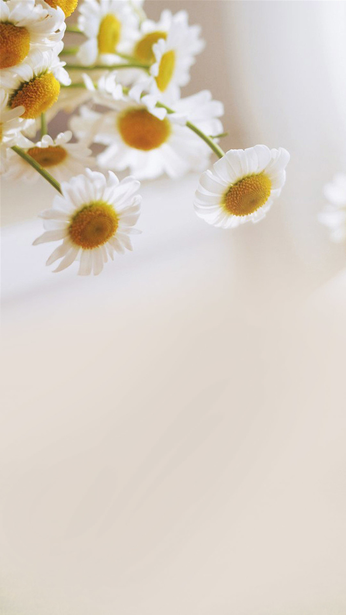 白色菊花花朵背景高清