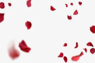模糊的红色玫瑰花瓣免抠