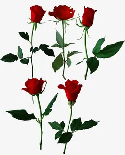 5朵真实玫瑰花png素材免抠