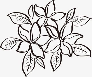 线条优美的植物叶子线描图免抠