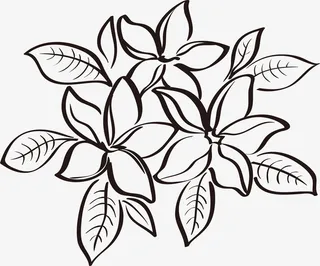 线条优美的植物叶子线描图免抠