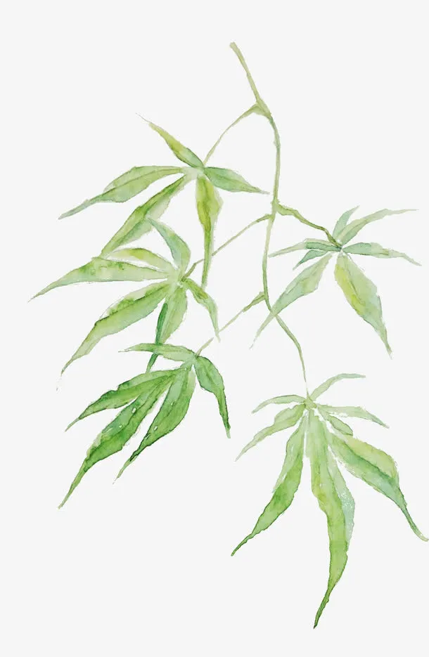 漂浮树叶免抠