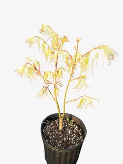 嫩黄色植物盆栽免抠