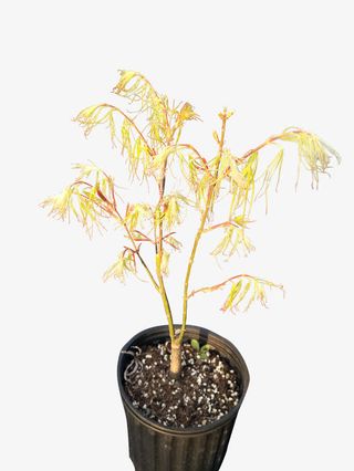 嫩黄色植物盆栽免抠