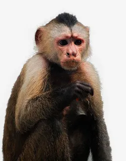 猴子png素材免抠