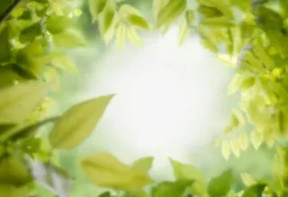 绿色叶子背景素材